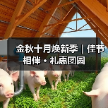金秋十月焕新季｜佳节相伴 · 礼惠团圆（图4）