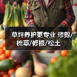 草坪养护更专业 修剪/梳草/修根/松土（图1）